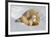 Polar Bear Mom an Cub-Howard Ruby-Framed Photographic Print