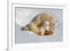 Polar Bear Mom an Cub-Howard Ruby-Framed Photographic Print