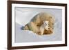 Polar Bear Mom an Cub-Howard Ruby-Framed Photographic Print