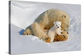 Polar Bear Mom an Cub-Howard Ruby-Stretched Canvas