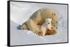 Polar Bear Mom an Cub-Howard Ruby-Framed Stretched Canvas