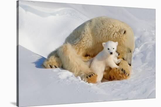 Polar Bear Mom an Cub-Howard Ruby-Stretched Canvas