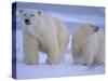 Polar Bear Mother and Cub in Churchill, Manitoba, Canada-Theo Allofs-Stretched Canvas