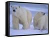 Polar Bear Mother and Cub in Churchill, Manitoba, Canada-Theo Allofs-Framed Stretched Canvas