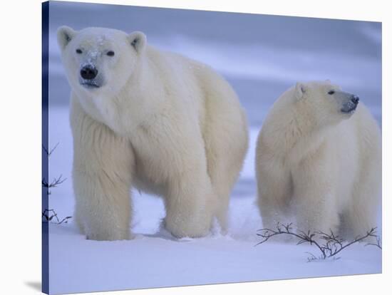 Polar Bear Mother and Cub in Churchill, Manitoba, Canada-Theo Allofs-Stretched Canvas