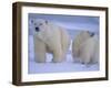 Polar Bear Mother and Cub in Churchill, Manitoba, Canada-Theo Allofs-Framed Photographic Print