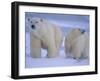 Polar Bear Mother and Cub in Churchill, Manitoba, Canada-Theo Allofs-Framed Photographic Print