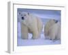 Polar Bear Mother and Cub in Churchill, Manitoba, Canada-Theo Allofs-Framed Photographic Print