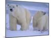 Polar Bear Mother and Cub in Churchill, Manitoba, Canada-Theo Allofs-Mounted Photographic Print