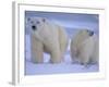 Polar Bear Mother and Cub in Churchill, Manitoba, Canada-Theo Allofs-Framed Photographic Print