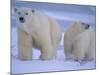 Polar Bear Mother and Cub in Churchill, Manitoba, Canada-Theo Allofs-Mounted Photographic Print