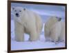 Polar Bear Mother and Cub in Churchill, Manitoba, Canada-Theo Allofs-Framed Photographic Print