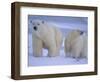 Polar Bear Mother and Cub in Churchill, Manitoba, Canada-Theo Allofs-Framed Photographic Print