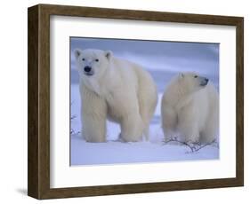 Polar Bear Mother and Cub in Churchill, Manitoba, Canada-Theo Allofs-Framed Photographic Print