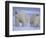 Polar Bear Mother and Cub in Churchill, Manitoba, Canada-Theo Allofs-Framed Photographic Print