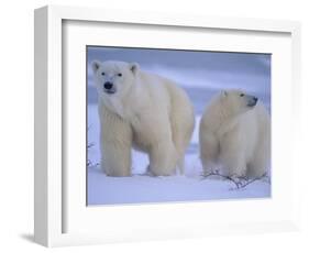 Polar Bear Mother and Cub in Churchill, Manitoba, Canada-Theo Allofs-Framed Photographic Print