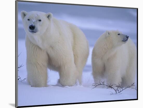 Polar Bear Mother and Cub in Churchill, Manitoba, Canada-Theo Allofs-Mounted Photographic Print