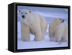 Polar Bear Mother and Cub in Churchill, Manitoba, Canada-Theo Allofs-Framed Stretched Canvas