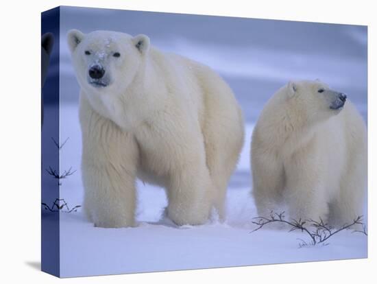 Polar Bear Mother and Cub in Churchill, Manitoba, Canada-Theo Allofs-Stretched Canvas