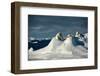 Polar bear mother and cubs on mounds of snow, Greenland-Uri Golman-Framed Photographic Print