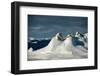 Polar bear mother and cubs on mounds of snow, Greenland-Uri Golman-Framed Photographic Print