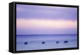 Polar Bear Mother and Yearling Cubs-null-Framed Stretched Canvas