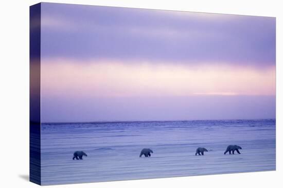 Polar Bear Mother and Yearling Cubs-null-Stretched Canvas