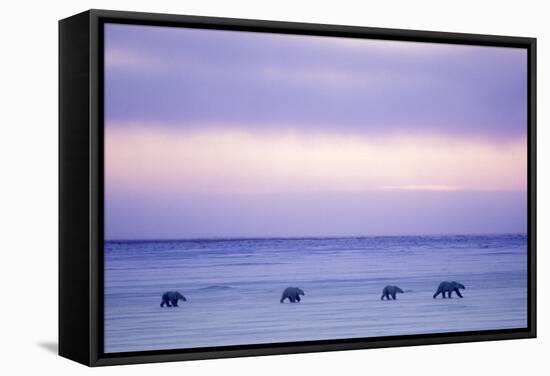 Polar Bear Mother and Yearling Cubs-null-Framed Stretched Canvas