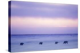 Polar Bear Mother and Yearling Cubs-null-Stretched Canvas