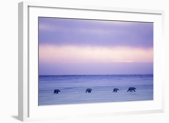 Polar Bear Mother and Yearling Cubs-null-Framed Photographic Print