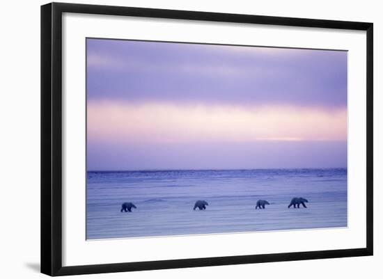 Polar Bear Mother and Yearling Cubs-null-Framed Photographic Print