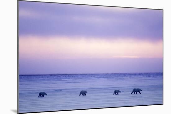 Polar Bear Mother and Yearling Cubs-null-Mounted Photographic Print