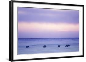 Polar Bear Mother and Yearling Cubs-null-Framed Photographic Print