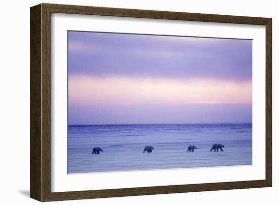 Polar Bear Mother and Yearling Cubs-null-Framed Photographic Print