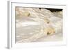 Polar Bear Mother with Cubs Sliding from Winter Den-null-Framed Photographic Print
