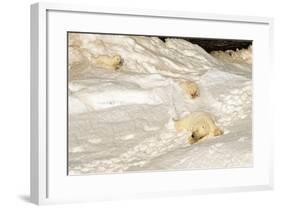 Polar Bear Mother with Cubs Sliding from Winter Den-null-Framed Photographic Print