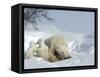 Polar Bear Mother with Twin Cubs, Wapusk National Park, Churchill, Manitoba, Canada-Thorsten Milse-Framed Stretched Canvas