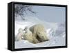 Polar Bear Mother with Twin Cubs, Wapusk National Park, Churchill, Manitoba, Canada-Thorsten Milse-Framed Stretched Canvas