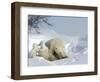 Polar Bear Mother with Twin Cubs, Wapusk National Park, Churchill, Manitoba, Canada-Thorsten Milse-Framed Photographic Print