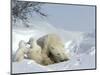 Polar Bear Mother with Twin Cubs, Wapusk National Park, Churchill, Manitoba, Canada-Thorsten Milse-Mounted Photographic Print