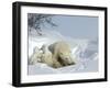 Polar Bear Mother with Twin Cubs, Wapusk National Park, Churchill, Manitoba, Canada-Thorsten Milse-Framed Photographic Print