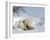 Polar Bear Mother with Twin Cubs, Wapusk National Park, Churchill, Manitoba, Canada-Thorsten Milse-Framed Photographic Print