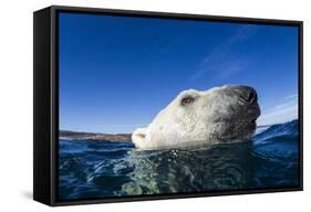 Polar Bear, Nunavut, Canada-Paul Souders-Framed Stretched Canvas