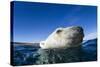 Polar Bear, Nunavut, Canada-Paul Souders-Stretched Canvas