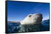 Polar Bear, Nunavut, Canada-Paul Souders-Framed Stretched Canvas