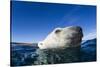 Polar Bear, Nunavut, Canada-Paul Souders-Stretched Canvas