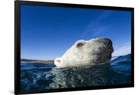 Polar Bear, Nunavut, Canada-Paul Souders-Framed Photographic Print