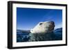 Polar Bear, Nunavut, Canada-Paul Souders-Framed Photographic Print