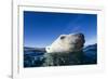 Polar Bear, Nunavut, Canada-Paul Souders-Framed Photographic Print