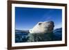 Polar Bear, Nunavut, Canada-Paul Souders-Framed Photographic Print